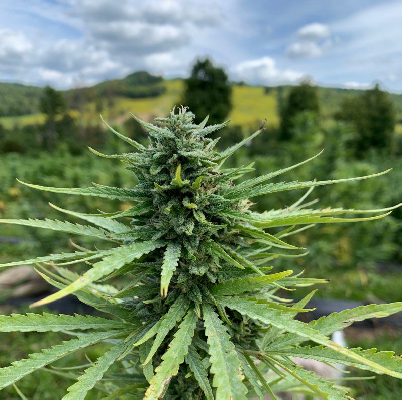 Croptalk-CBD-3.jpg